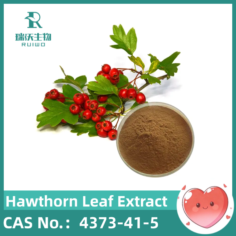 Hawthorn Leaf Extract