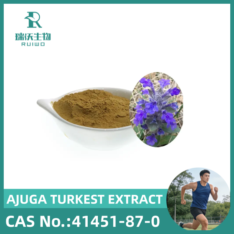 FACTORY OFFER 100% NATURAL AJUGA EXTRACT