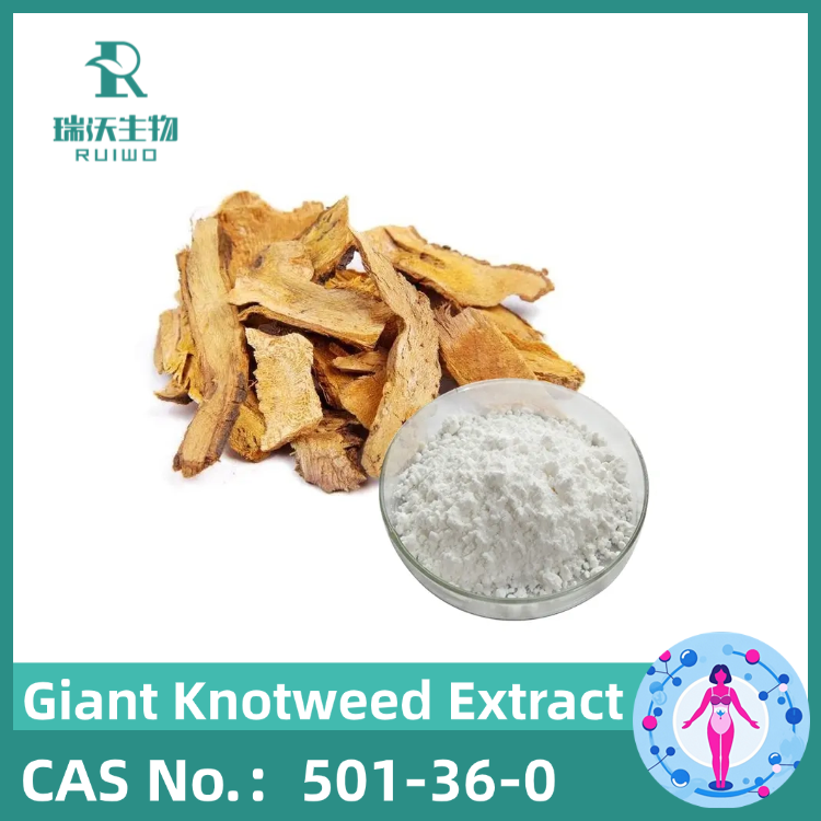 Giant Knotweed Extract