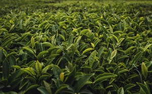 Estratto di tè verde
