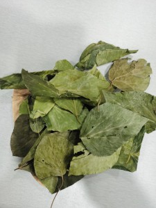 常春藤、 (7)_new