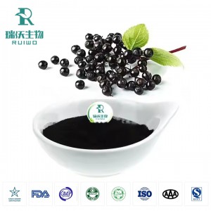 接骨木